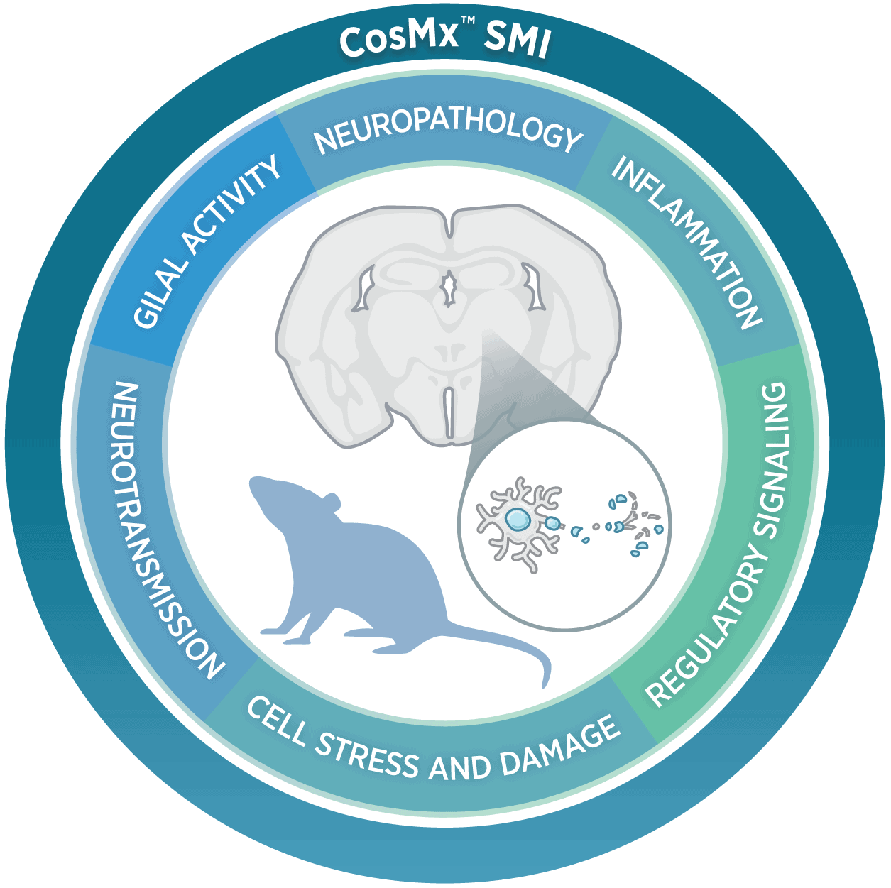 CosMx™ Mouse Neuroscience Panel